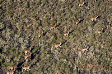 Antelope at Tsavo West. Kenya.
