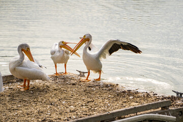 Three white American pelicans stand on a boat dock. 