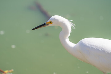 Close-up of Snowy egret (Egretta thula). 
