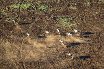Wildebeest North-East Kilimandjaro Kenya