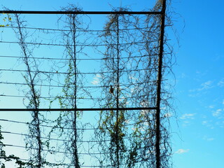 Metal net for planting flower isolated with blue sky. Silhouette concept. 