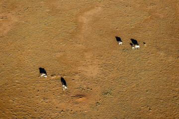 Fototapeta na wymiar Wildebeest North-East Kilimandjaro Kenya