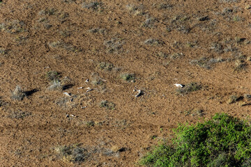 Skeletal Remnants Tsavo West. Kenya.