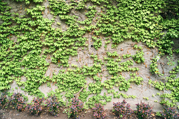 The Green Creeper Plant on wall. Background