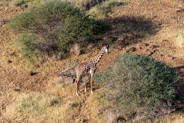 Giraffe at Maasai Amboseli Park Game Reserve Kenya
