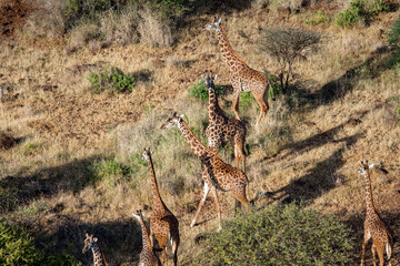 Giraffe at Maasai Amboseli Park Game Reserve Kenya