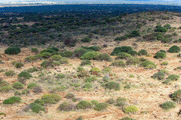 Giraffe at Maasai Amboseli Park Game Reserve Kenya