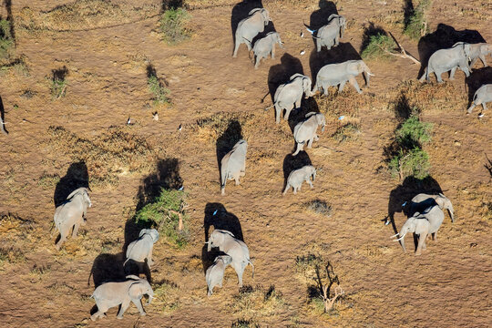 Elephant Herd Migrating Across Maasai Amboseli Park Game Reserve Kenya