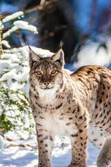 Eurasian Lynx walks around in the forests of Europe