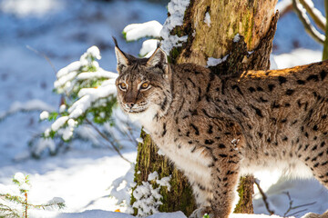 Eurasian Lynx walks around in the forests of Europe