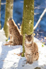 Eurasian Lynx walks around in the forests of Europe