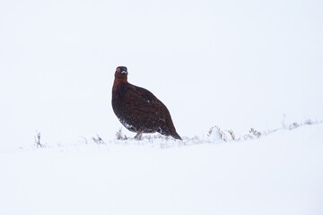 Male Red Grouse in a blizzard on the side of a mountain