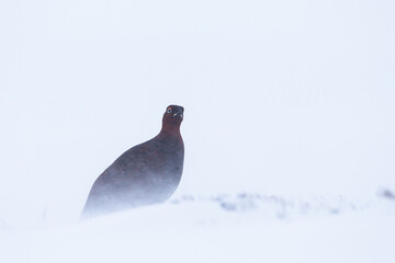 Male Red Grouse in a blizzard on the side of a mountain