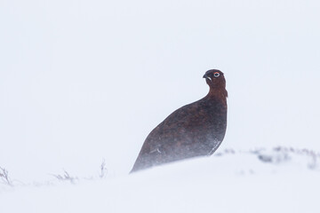 Male Red Grouse in a blizzard on the side of a mountain