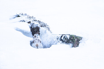 Mountain hare sitting in a blizzard in Scotland