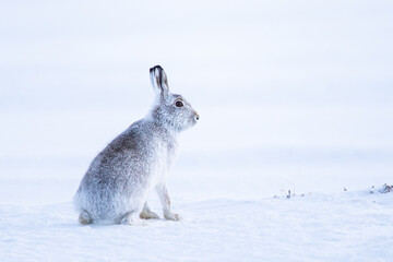 Mountain hare sitting in a blizzard in Scotland