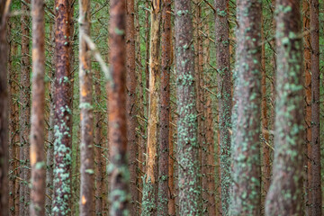 Scottish pine trees in the Forest of the Cairngorm National Park