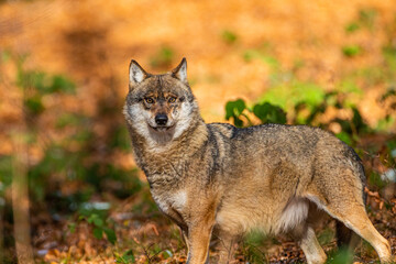 Eurasian wolf walks around in the forests of Europe and Asia