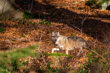 Eurasian wolf walks around in the forests of Europe and Asia