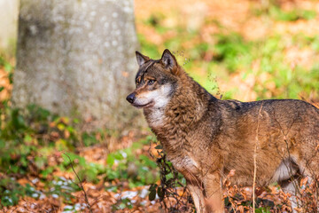 Eurasian wolf walks around in the forests of Europe and Asia