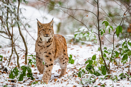 Eurasian Lynx walks around in the forests of Europe