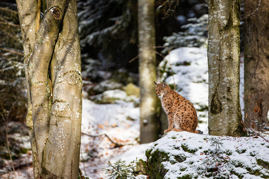 Eurasian Lynx walks around in the forests of Europe