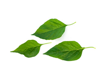 Green chilli leaves isolated on a white background.