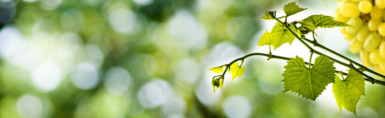 grapes on a green background close-up.