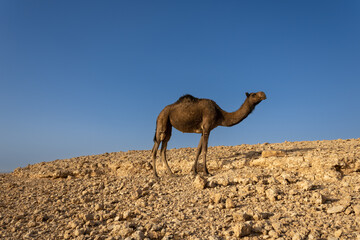Dromedary camel in the desert