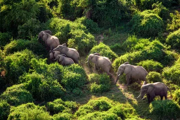 Foto op Canvas Elephants in Maasai Amboseli Park Game Reserve Kenya © Overflightstock