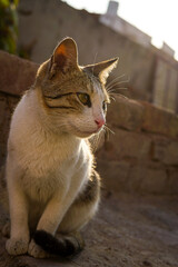 Fototapeta premium Cat in the garden_3