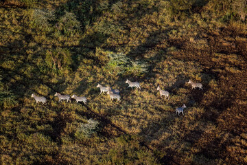 Zebra in Maasai Amboseli Park Game Reserve Kenya