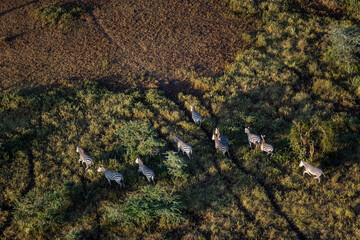 Zebra in Maasai Amboseli Park Game Reserve Kenya