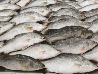 Close up group of fresh raw Sea Bass fish for sell on the ice at fresh market. Ice cooled hakes on...