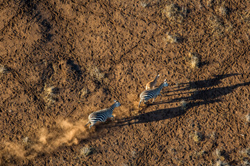 Zebra in the Arid North-East Kilimandjaro Kenya