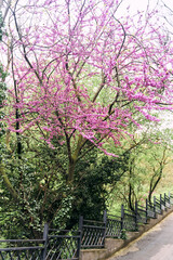 Fototapeta premium National Botanical Garden in Tbilisi. Various plants from all over the world
