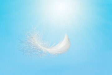Lightly Soft of Fluffy White Feather Floating in The Sky. Swan Feather Flying on Heavenly in Concept.	