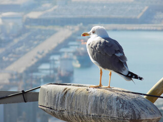 bird, detail, on a platform 