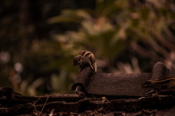 Indian Palm Squirrel 
