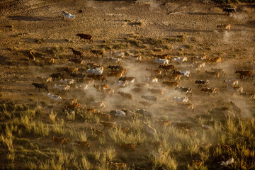 Shepherding Livestock Shombole Area of Kenya