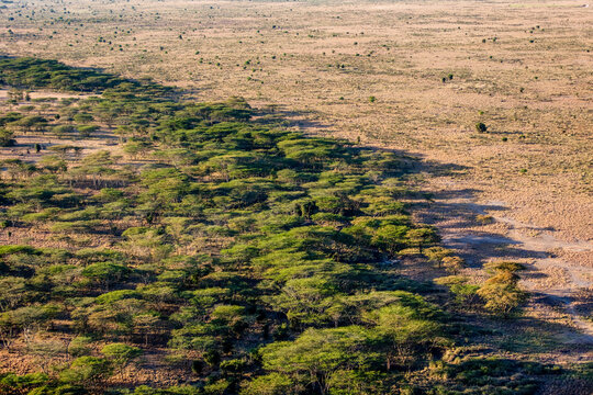 Scrubland Desert Tsavo West. Kenya.