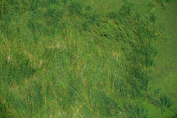 Grasslands of Shombole Area of Kenya