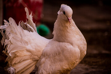 White Fantail  Pigeon cute photgraph