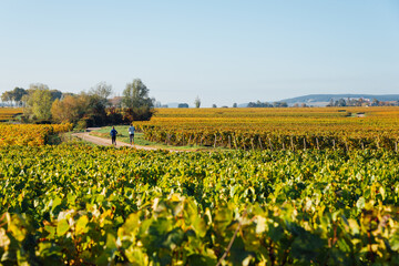 des coureurs courent entre les vignes automnales. Des sportifs courant entre les rangs de vigne de Bourgogne. Des sportifs dans le vignoble.