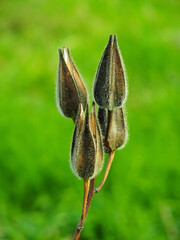茎の先に付く花オクラの種の入った殻