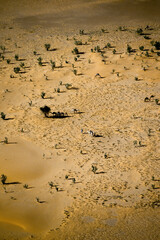 Bedouin and Camels Amatlîch Sahara Desert Mauritania Africa