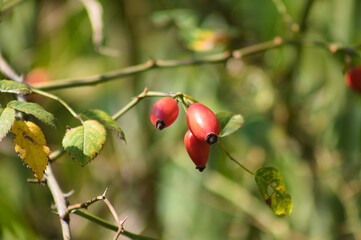 Red dog rose fruits closeup view with selective focus on foreground