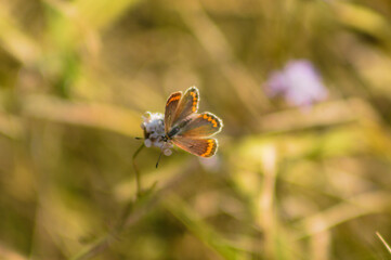 Brown argus butterfly on flower closeup view with blurred background