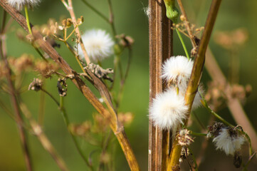 Common groundsel seeds closeup view with selective focus on foreground