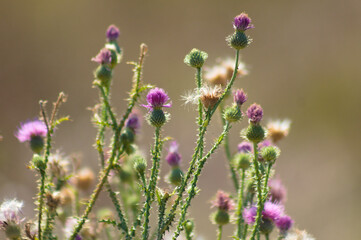 Spiny plumeless thistle in bloom closeup view with blurred background
